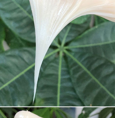 두꺼운 흰색 비 방울 리?? 합성 Svc 및 Sprt O 반지 Dus를 위한 윤활유